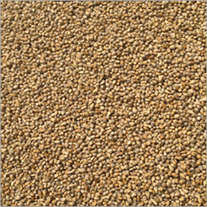Bajra Cattle Feed