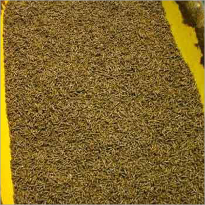 High Grain Cattle Feed