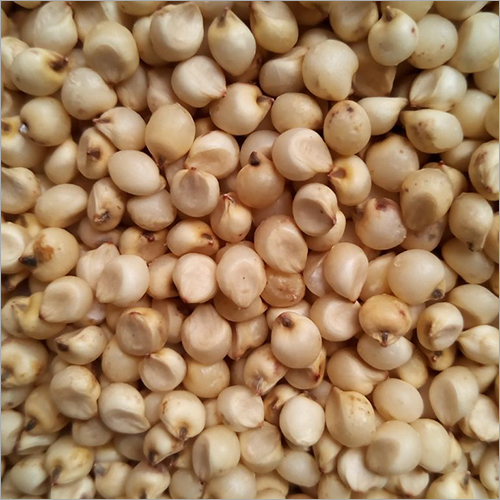 Sorghum Seeds