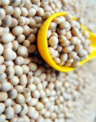 Organic Soya Beans
