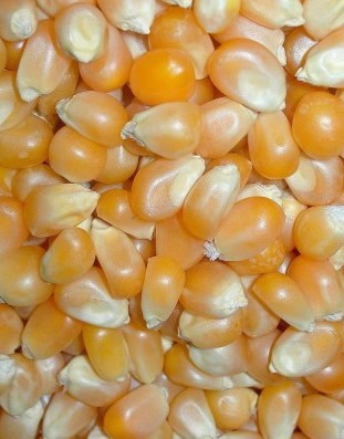 Corn Seeds
