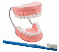 Dental Care Model
