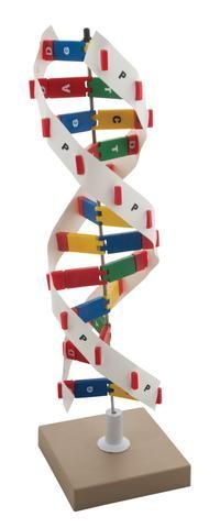 Dna Model Kit