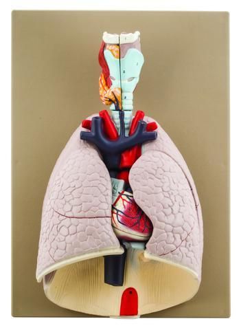 Heart and Lung Model, 7 Parts