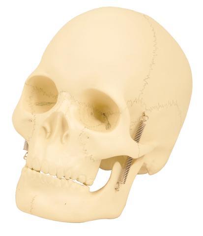 Human Skull Model, 2 Parts