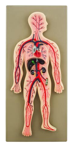 Human Circulatory System Model, Hand Painted