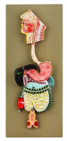 Human Digestive System Model, 2 Parts, Hand Painted
