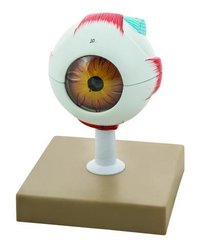 Human Eye Model, 7 Parts, 3 Times Enlarged - Hand Painted