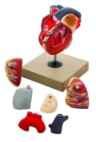 Human Heart Model, Hand Painted, 7 Parts