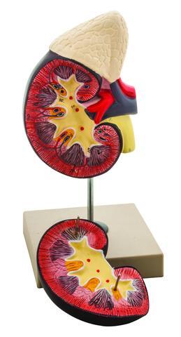 Human Kidney With Adrenal Gland Model, 2 Parts - Hand Painted