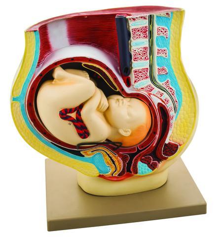 Human Pregnancy Pelvis Model With Removable Fetus - Hand Painted