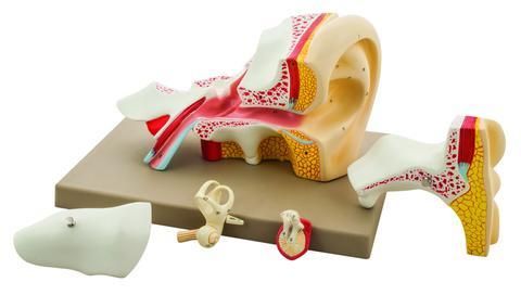 Premium Human Ear Model, 4 Times Enlarged, 5 Parts