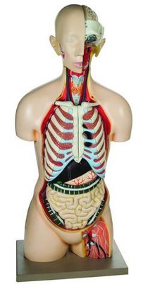 Sexless Torso Model, Life Size, 13 Parts