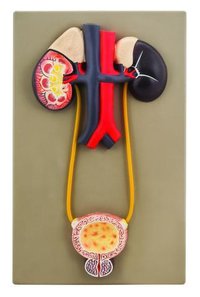 Urinary Organs - Kidney With Bladder Model