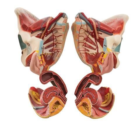 Female Muscle Pelvis - 4 Parts