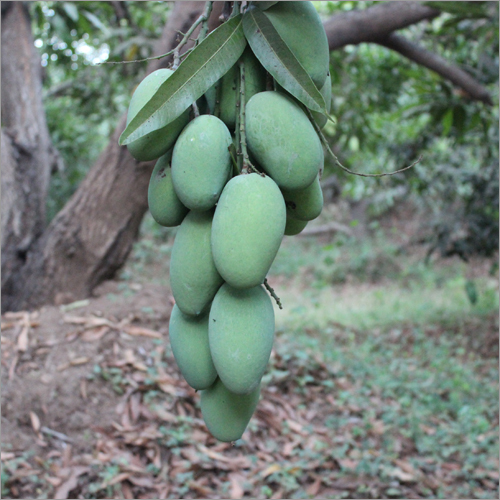 Green Mangoes