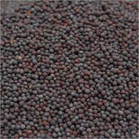 Black Mustard Seeds