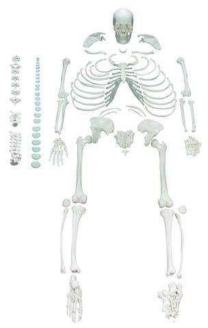 FULL DISARTICULATED HUMAN SKELETON - LIFE SIZE