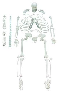 FULL DISARTICULATED HUMAN SKELETON - LIFE SIZE