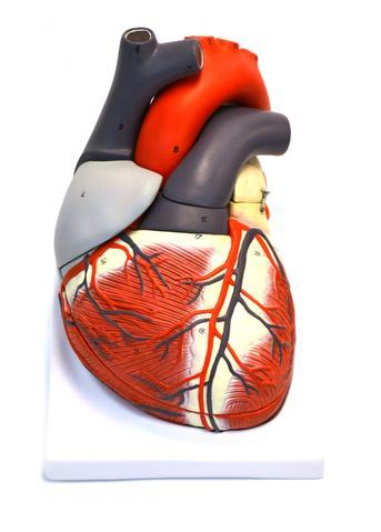GIANT HUMAN HEART MODEL