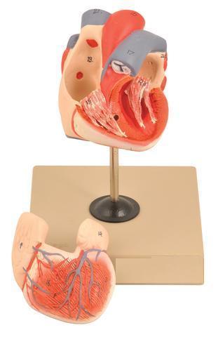 HAND PAINTED HUMAN HEART MODEL - LIFE SIZE ON BASE