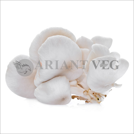 Oyster Mushroom