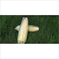 American Sweet Corn