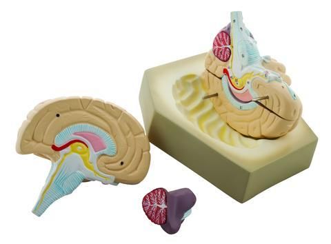 HUMAN BRAIN MODEL - 2 PARTS