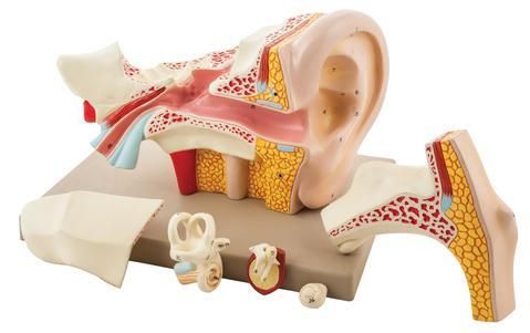 Human Ear - 6 Parts Application: Hospital