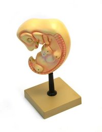 HUMAN EMBRYO MODEL, 4 WEEKS OLD