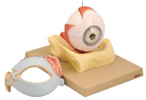 HUMAN EYE WITH LID - 5 TIMES, 8 PARTS