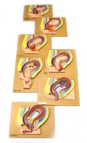 HUMAN FETAL DEVELOPMENT STAGES MODEL ( 7 STAGES) 18 X 14
