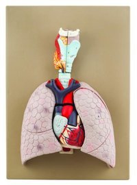 Human Heart & Lung Models - 5 Parts