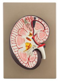 HUMAN KIDNEY SECTION 3 TIMES