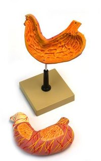 Human Life Size Model Stomach