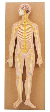 HUMAN NERVOUS SYSTEM