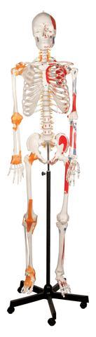 HUMAN SKELETON WITH LIGAMENT - 170 CM