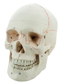 HUMAN SKULL MODEL - NUMBERED 3 PARTS