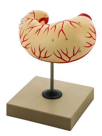 Human Stomach Model - Life Size