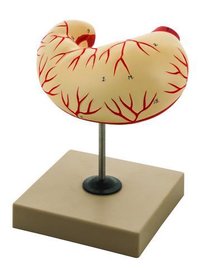 Human Stomach Model - Life Size - Application: Hospital