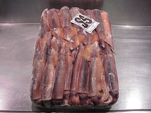 Frozen Pacific Squid