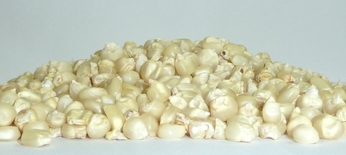 White Maize