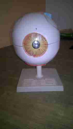 Human Eye Model Human Eye Model