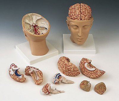Human Brain Model Human Brain Model