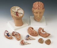 Human Brain Model - Pvc, Life-size With 10+ Parts | Detailed Anatomy, Durable Material, Easy Assembly, Educational Tool
