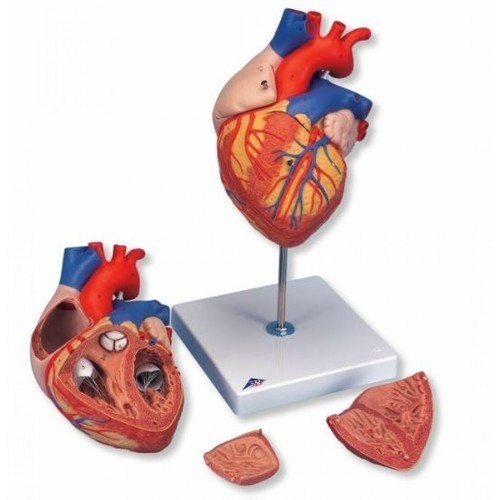 Human Heart Human Heart