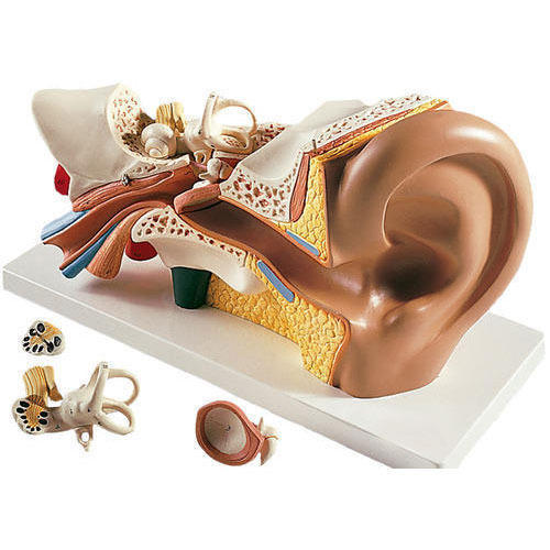 Human Ear Model Human Ear Model