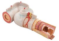 INTESTINAL JEJUNUM CUTAWAY