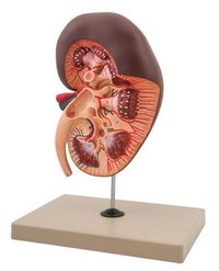 KIDNEY 3D WITH GLAND