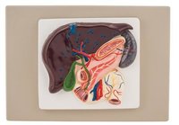 LIVER WITH GALL BLADDER, PANCREAS AND DUODENUM